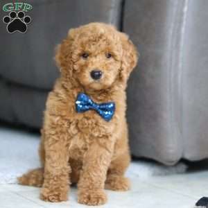 Chief, Goldendoodle Puppy